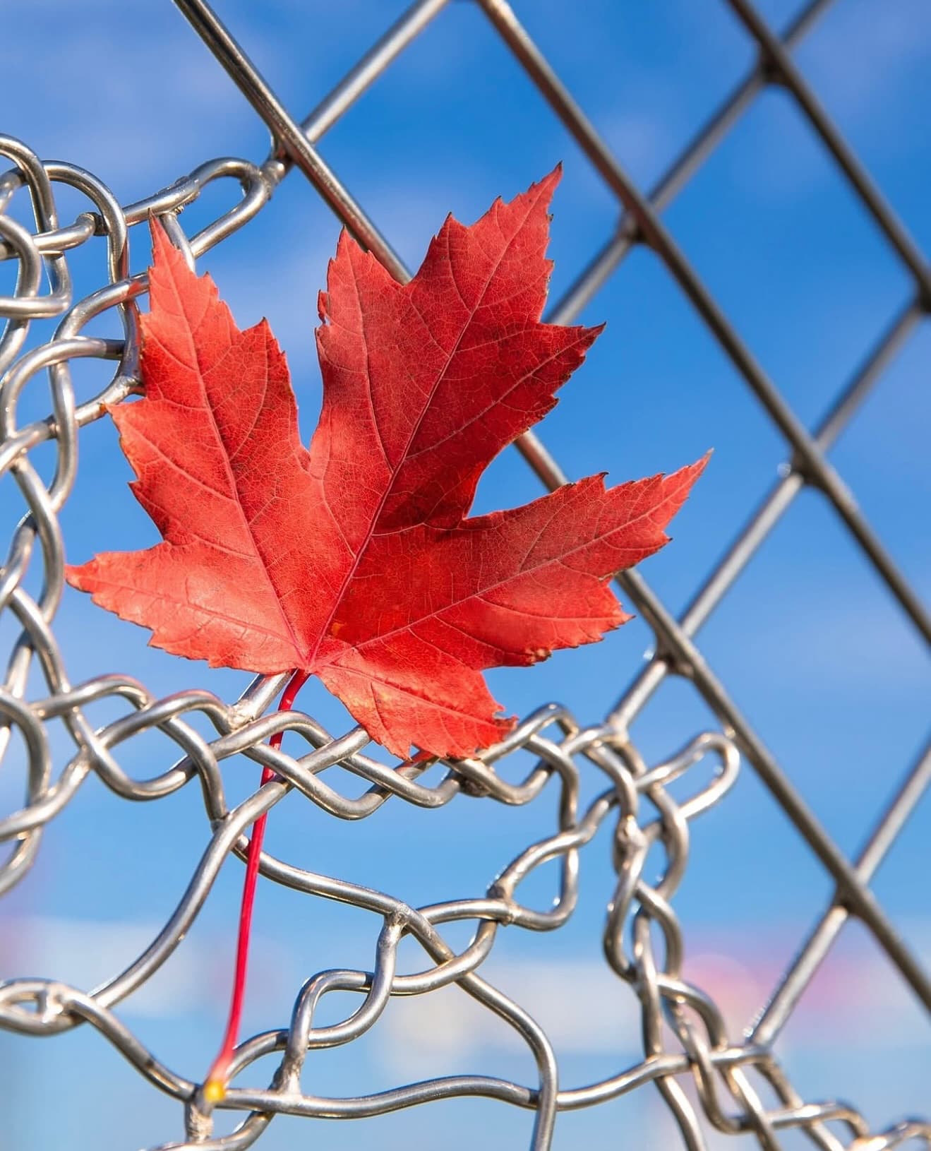 Maple leaf, chain link