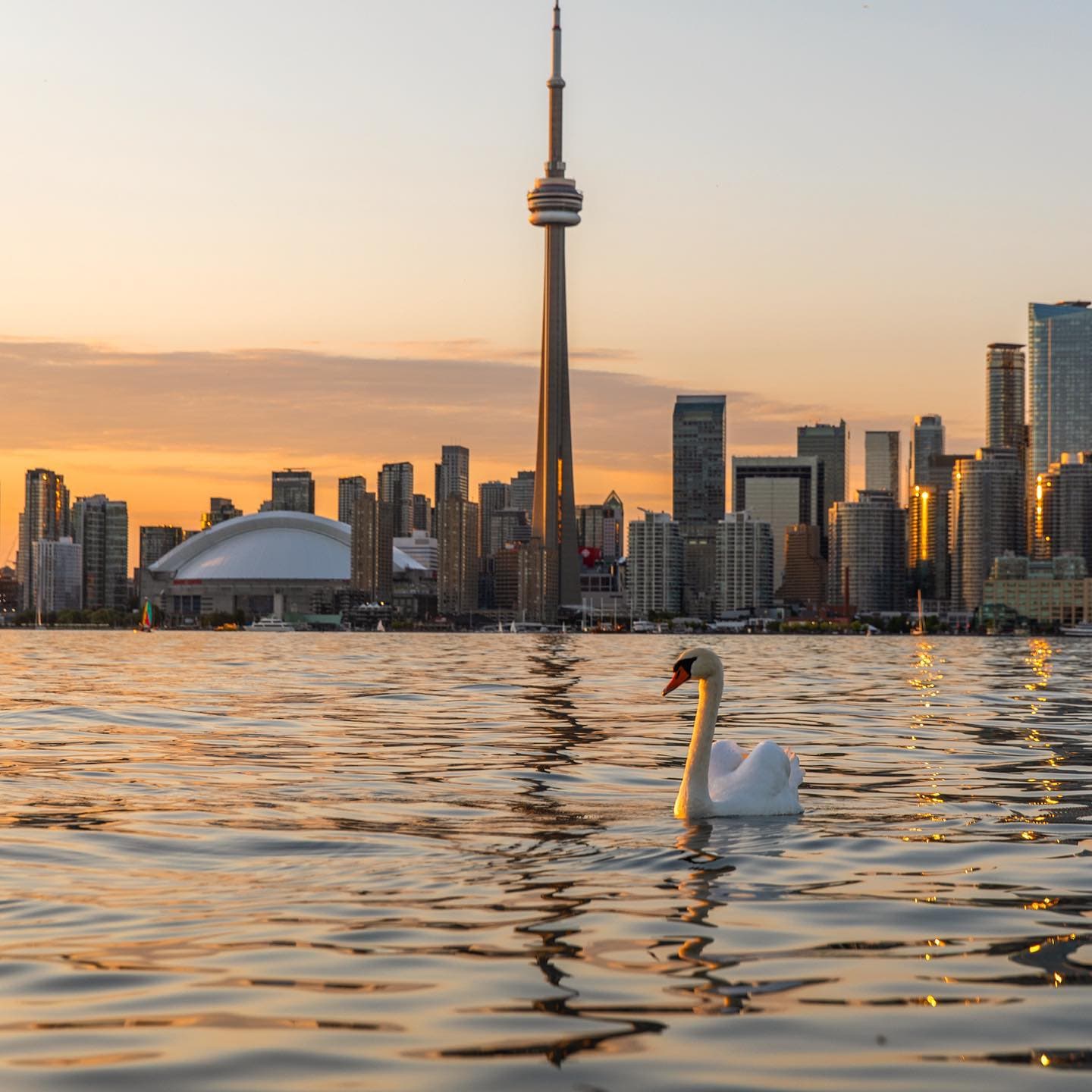 A swan and the skyline at sunrise