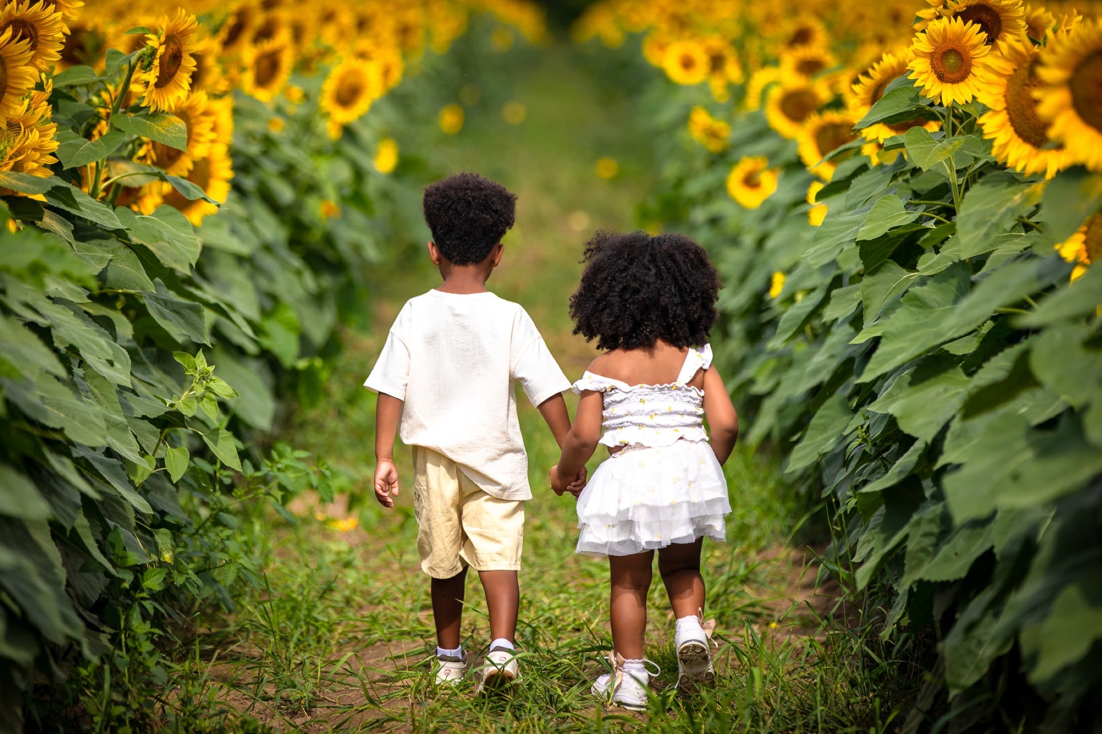 Sunflower minis