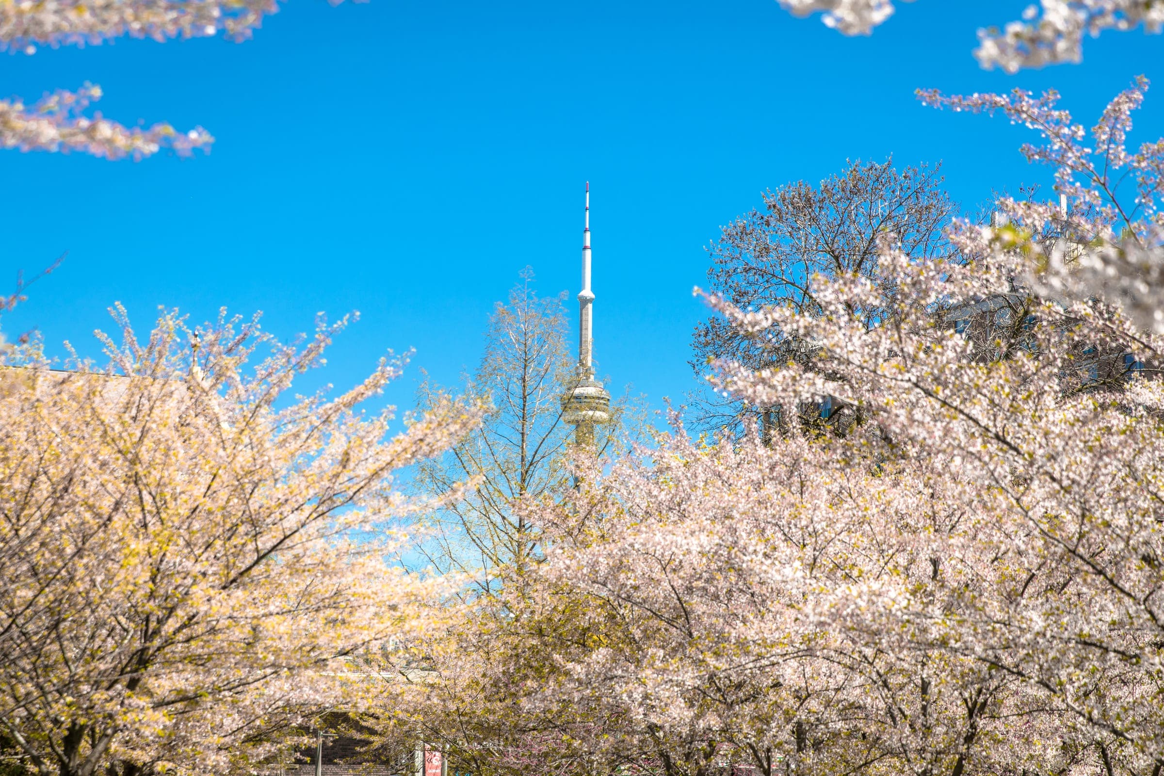 Cherry blossoms and the tower
